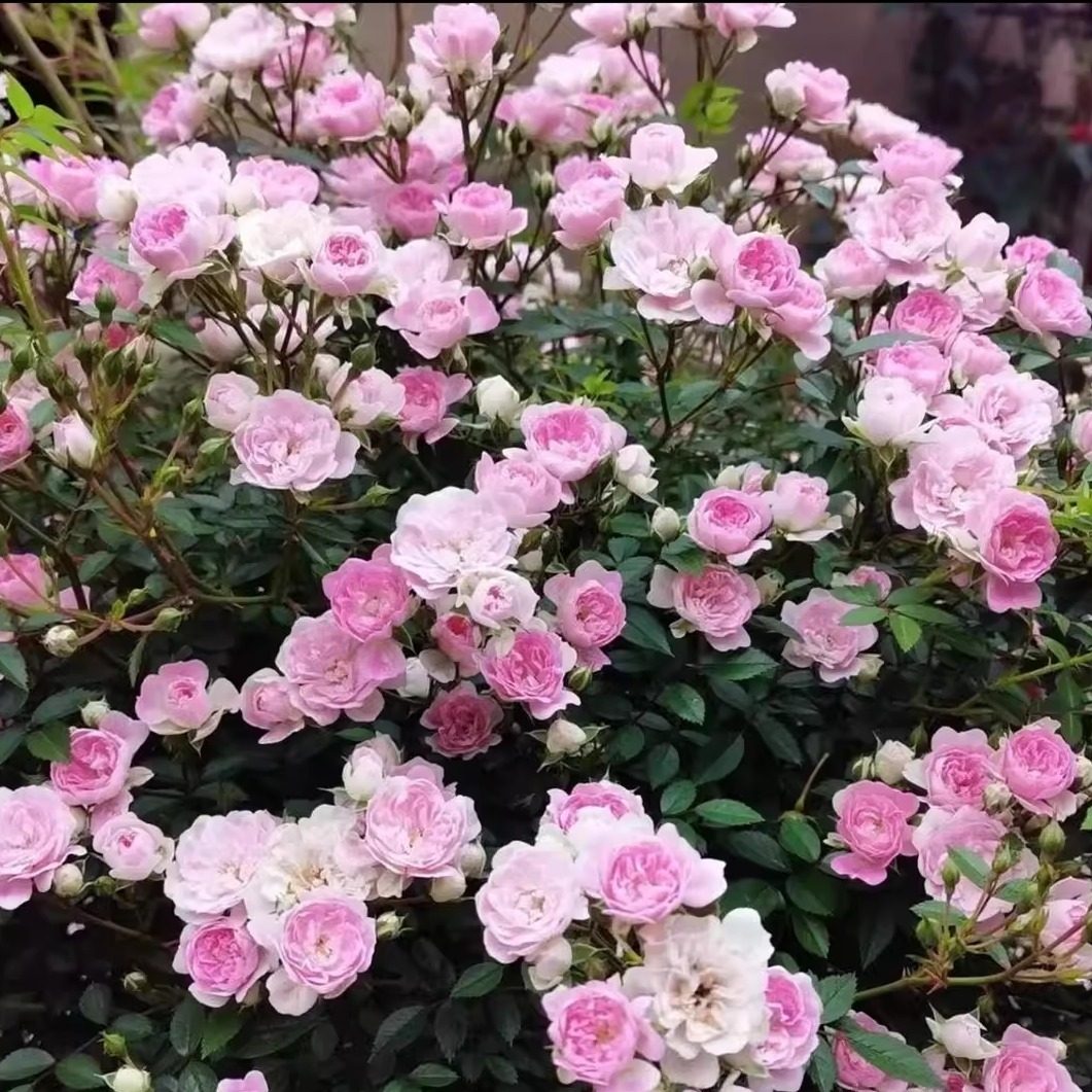 新品【宇部小町】爬藤月季可做篱笆墙做瀑布垂吊可做造型可做花墙,淘宝优惠券,粉丝福利购,淘宝优惠卷