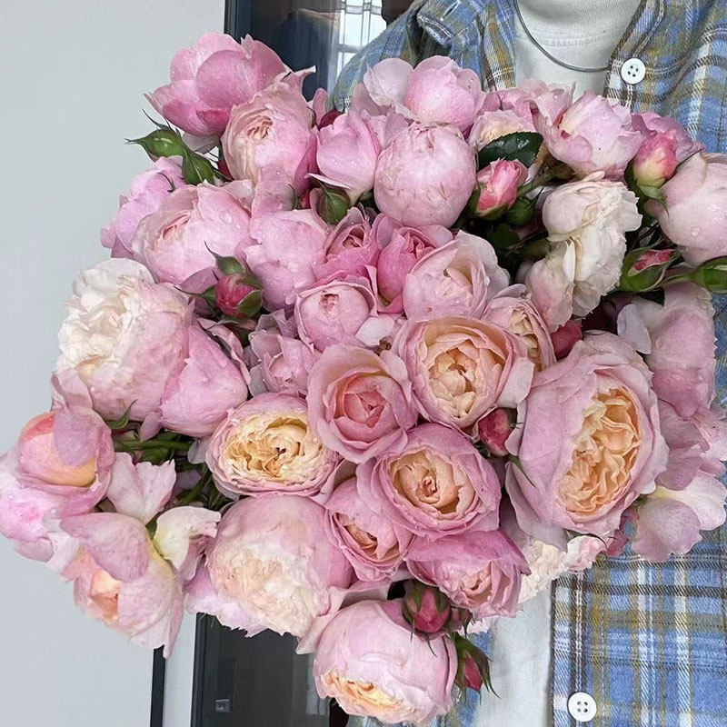 新品 盈盈粉 月季花苗 国月灌木多头勤花粉色橙黄色多变阳台盆栽,淘宝优惠券,粉丝福利购,淘宝优惠卷