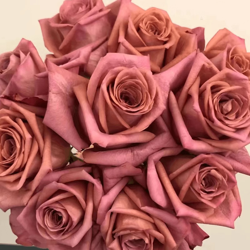 咖啡师/调香师 月季花苗 切花灌木大花直立玫瑰庭院阳台盆栽花卉 - 图1