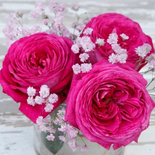 卡罗琳/男爵夫人 卡洛琳月季花苗丰花勤花灌木月季庭院阳台盆栽,淘宝优惠券,粉丝福利购,淘宝优惠卷