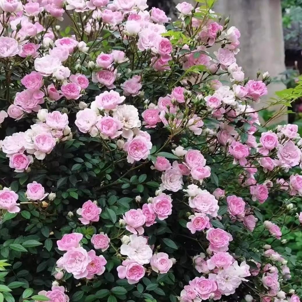 新品【宇部小町】爬藤月季可做篱笆墙做瀑布垂吊可做造型可做花墙,淘宝优惠券,粉丝福利购,淘宝优惠卷