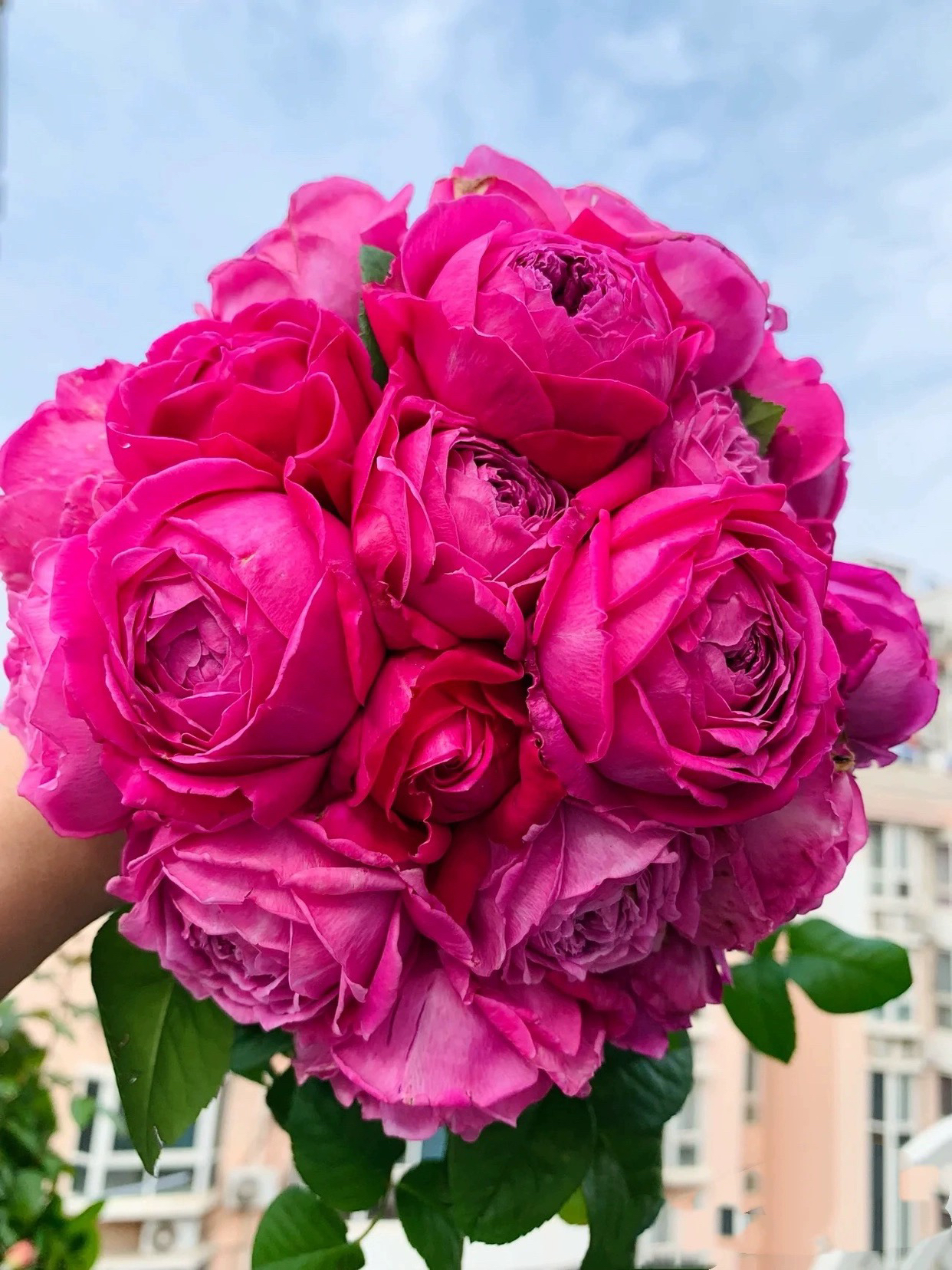 怀旧优雅月季花苗灌木大花包子型玫瑰阳台庭院盆栽四季栽植耐热 - 图2