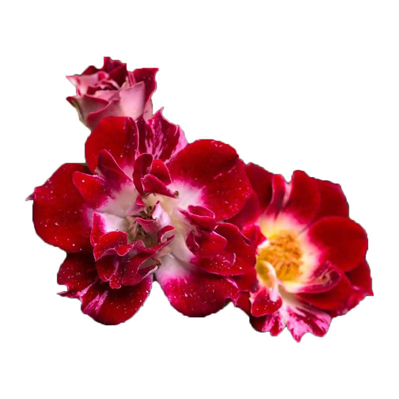 微月 小画家 姬月季花苗 日本赤花微型多头勤花灌木浓香 月季盆栽,淘宝优惠券,粉丝福利购,淘宝优惠卷