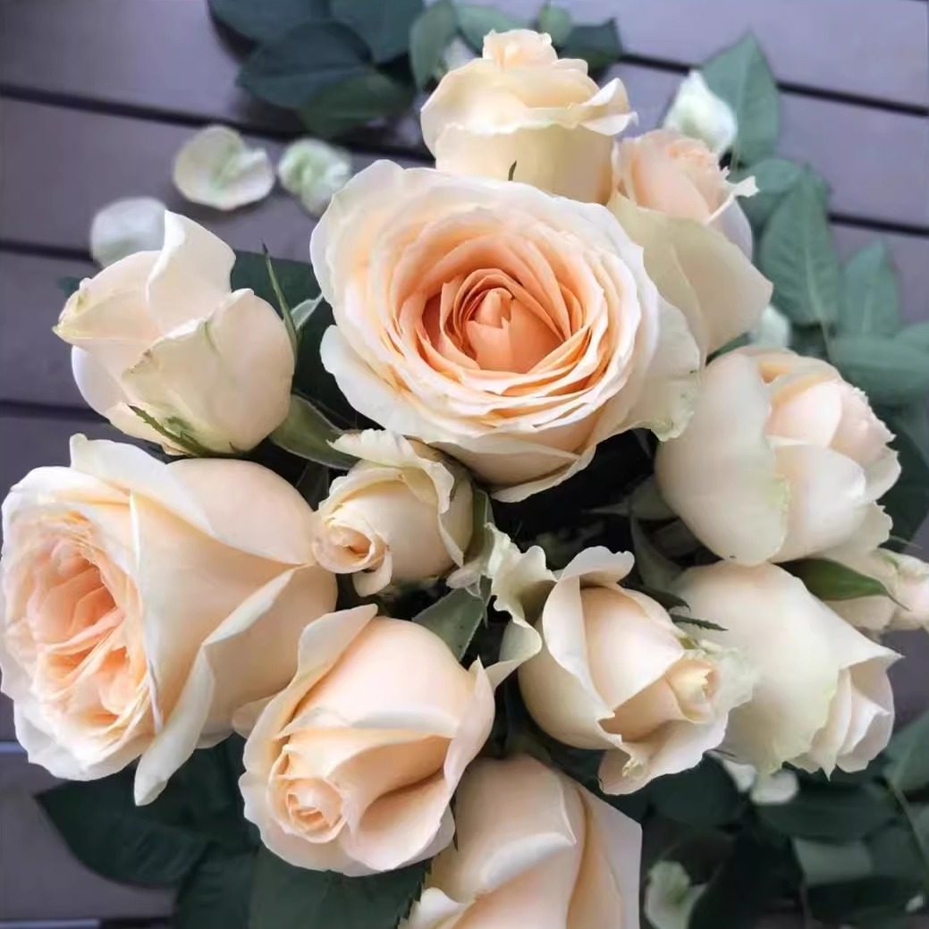 蜜桃雪山 月季花苗 玫瑰多季开花灌木切花香槟色庭院阳台盆栽,淘宝优惠券,粉丝福利购,淘宝优惠卷