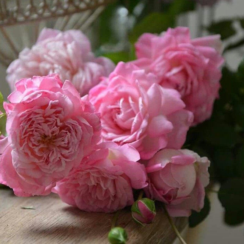 新品 河本初吻/初宴 月季花苗 灌木多头勤花包子型庭院阳台盆栽,淘宝优惠券,粉丝福利购,淘宝优惠卷