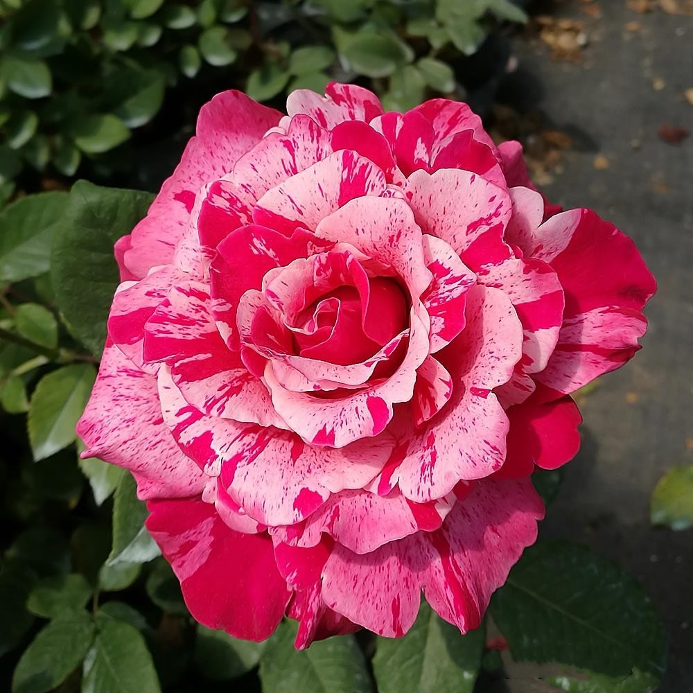 新品 疯狂双色/俩疯子 月季花苗大花条纹灌木勤花庭院阳台盆栽,淘宝优惠券,粉丝福利购,淘宝优惠卷