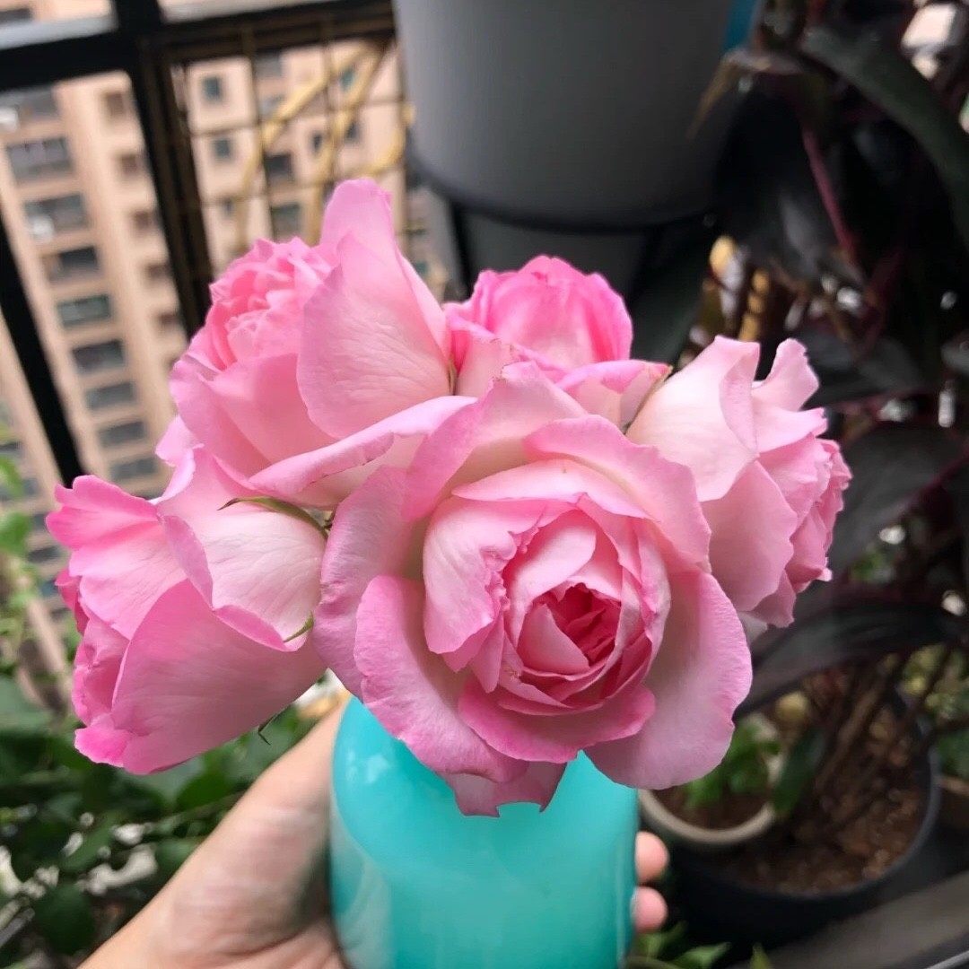 河本 绊 月季花苗 大花灌木日本中香切花月季庭院阳台盆栽花卉,淘宝优惠券,粉丝福利购,淘宝优惠卷