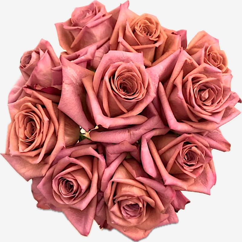 咖啡师/调香师 月季花苗 切花灌木大花直立玫瑰庭院阳台盆栽花卉 - 图3