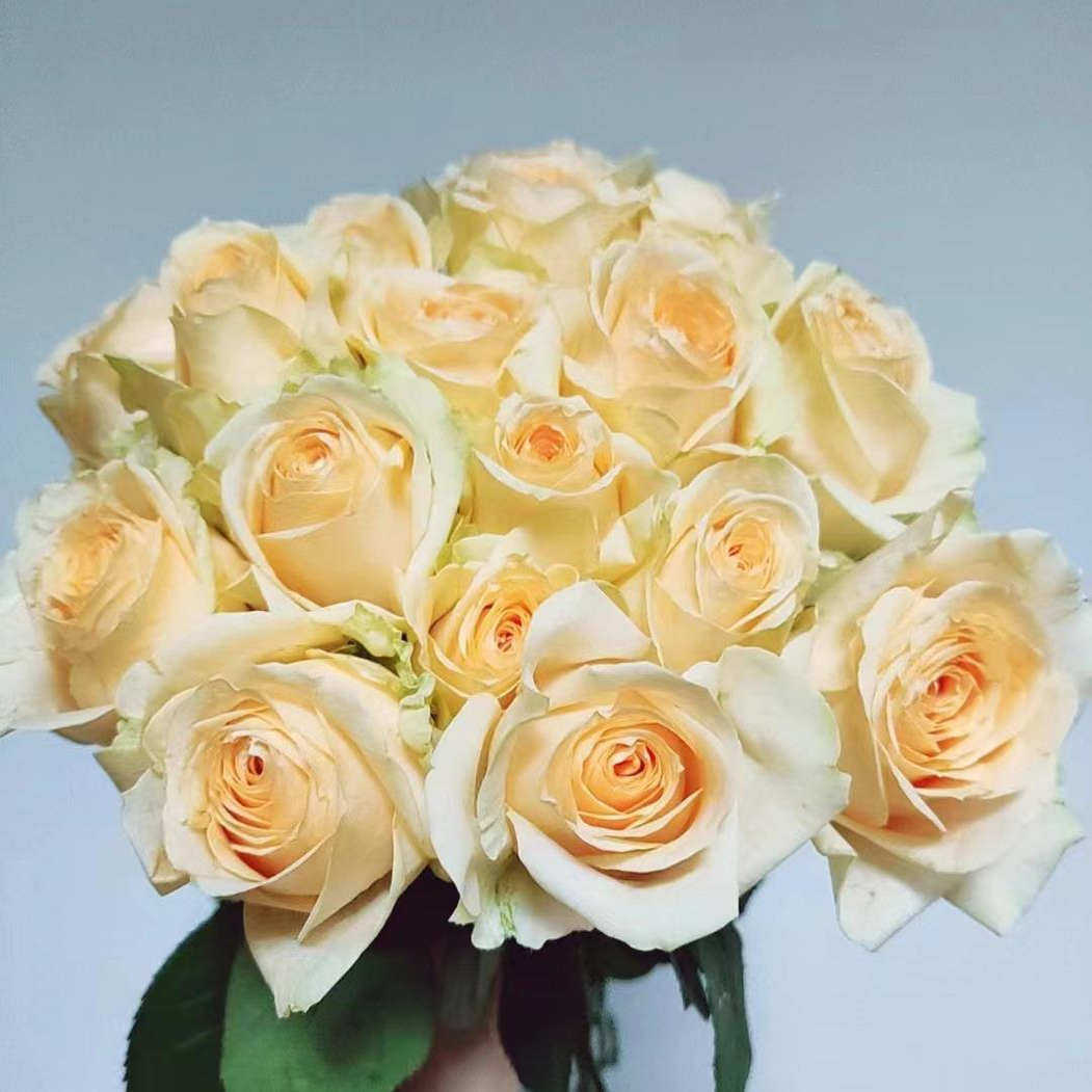 蜜桃雪山 月季花苗 玫瑰多季开花灌木切花香槟色庭院阳台盆栽,淘宝优惠券,粉丝福利购,淘宝优惠卷