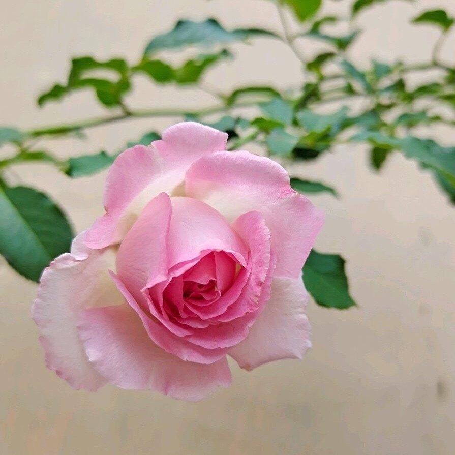 河本 绊 月季花苗 大花灌木日本中香切花月季庭院阳台盆栽花卉,淘宝优惠券,粉丝福利购,淘宝优惠卷