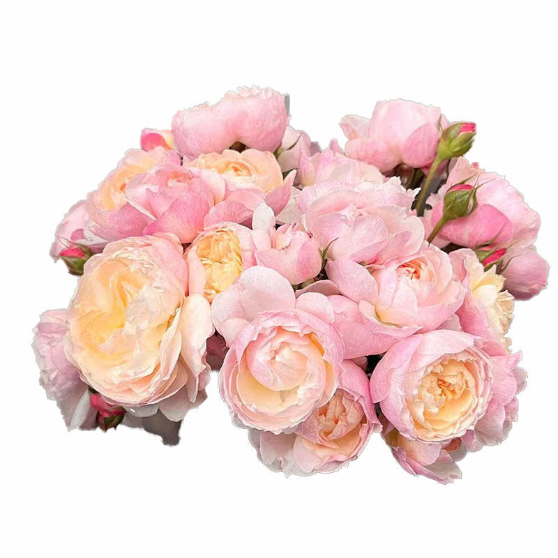 新品 盈盈粉 月季花苗 国月灌木多头勤花粉色橙黄色多变阳台盆栽,淘宝优惠券,粉丝福利购,淘宝优惠卷