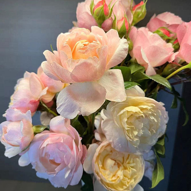 新品 盈盈粉 月季花苗 国月灌木多头勤花粉色橙黄色多变阳台盆栽,淘宝优惠券,粉丝福利购,淘宝优惠卷