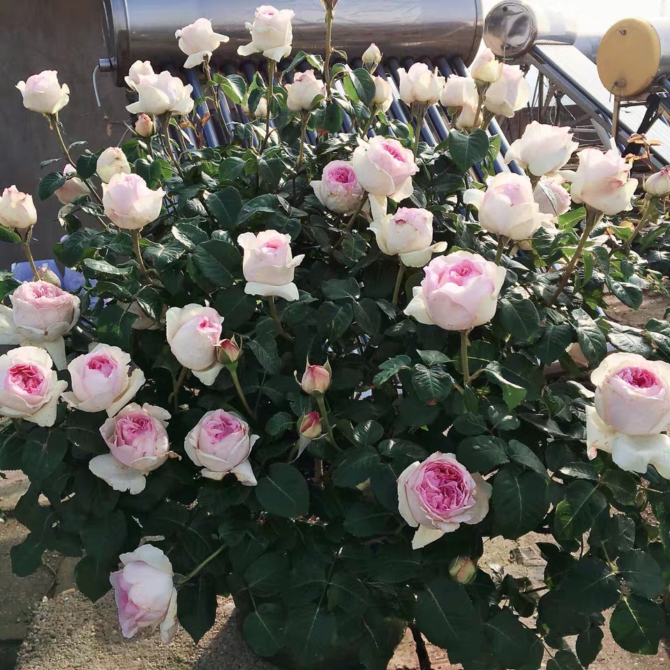 伊芙 乙女心 月季花苗 大花浓香勤花玫瑰灌木月季阳台庭院盆栽,淘宝优惠券,粉丝福利购,淘宝优惠卷