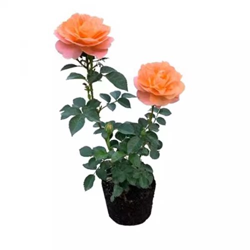 果汁阳台 月季花苗灌木勤花多头月季盆栽庭院阳台花卉植物 - 图3