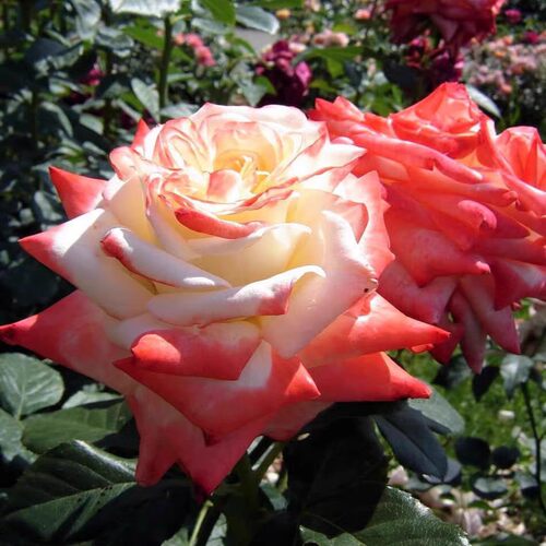 新品 法拉皇后 月季花苗大花灌木切花勤花月季庭院阳台盆栽花卉 - 图2