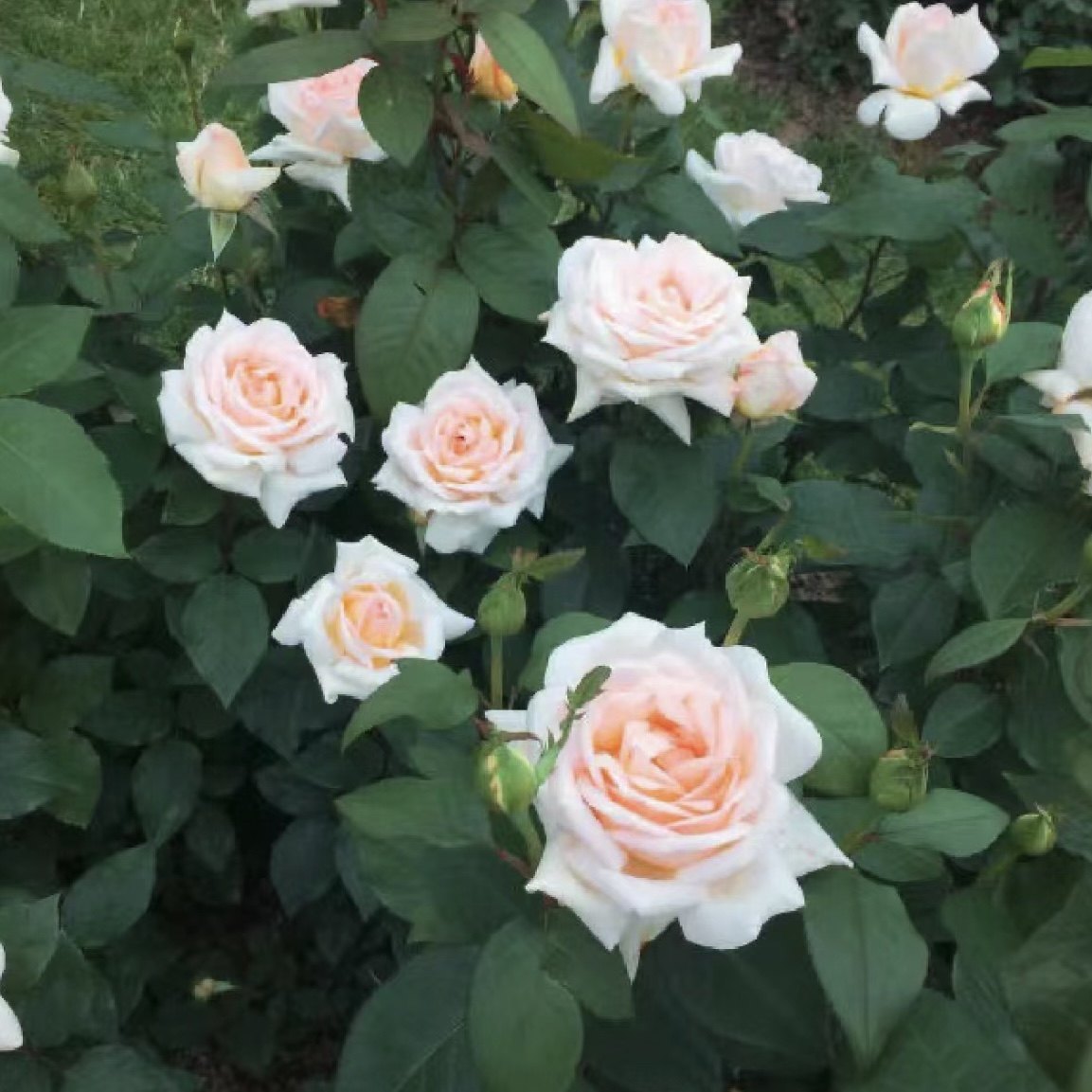 花园宝藏 月季花苗奶油粉色大花勤花浓香耐寒抗病强新品月季,淘宝优惠券,粉丝福利购,淘宝优惠卷