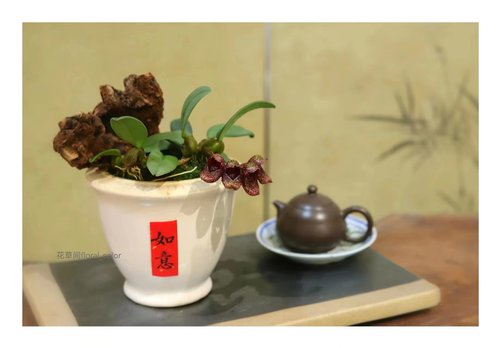 原种 小红鞋石豆兰 珍奇种洋兰花卉 - 图3