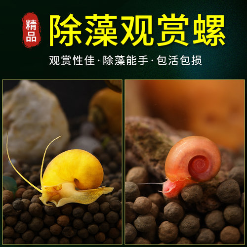 鱼缸清洁苹果螺超大号除藻观赏螺淡水草工具吃鱼粪便活体蜗牛乌龟 - 图2