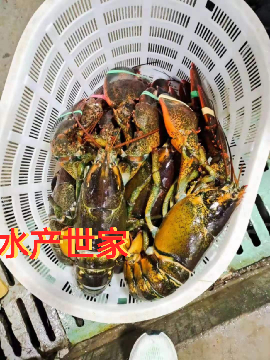 波士顿龙虾大波龙鲜活速冻海鲜澳洲龙虾特大3-15斤超大波龙包邮 - 图1