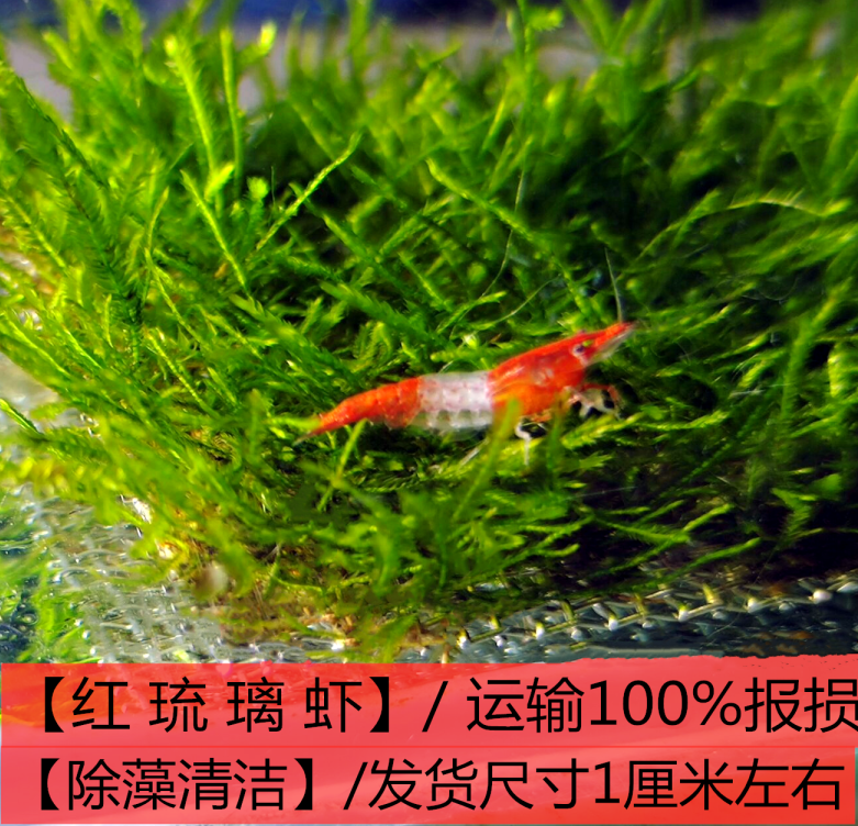 观赏虾活体淡水宠物除藻虾黑壳虾黄金米水晶虾樱花虾极火虾工具虾 - 图3