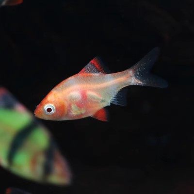 虎皮鱼观赏鱼热带鱼小型淡水好养易活鱼苗绿虎皮荧光虎皮翡翠虎皮 - 图1