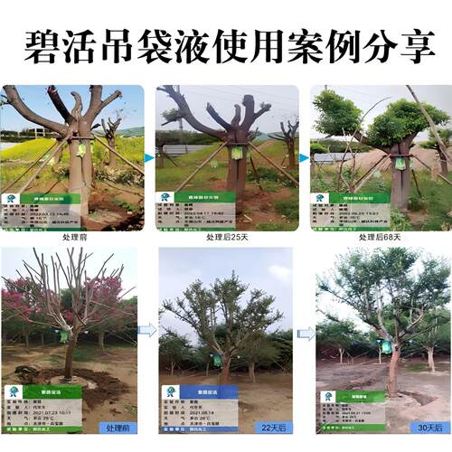 森活碧活大树营养液吊瓶植物吊针袋果树输液管移栽树木复活生根剂 - 图2