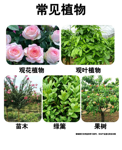 国光康圃吡唑醚菌酯戊唑醇植物白粉病杀菌剂农药月季黑斑病专用药 - 图3