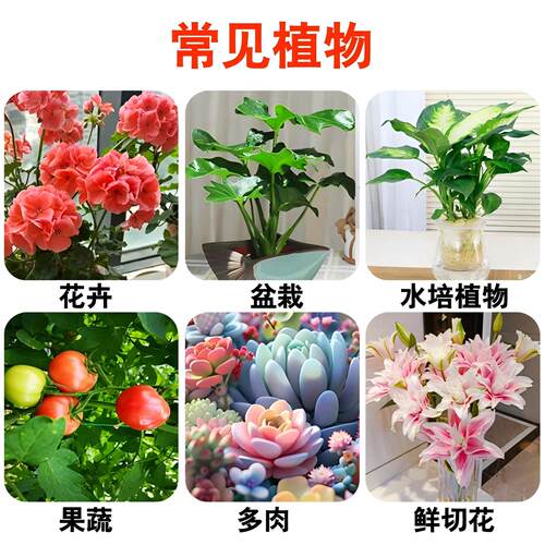 原装HB101植物营养液活力素促长多肉僵苗快速生根液养花绿植通用 - 图2