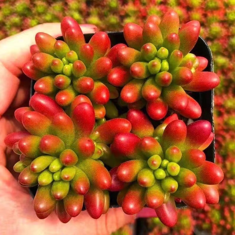 虹之玉锦多肉植物转运珠室内花卉盆栽净化空气红色肉肉新手好养活 - 图1
