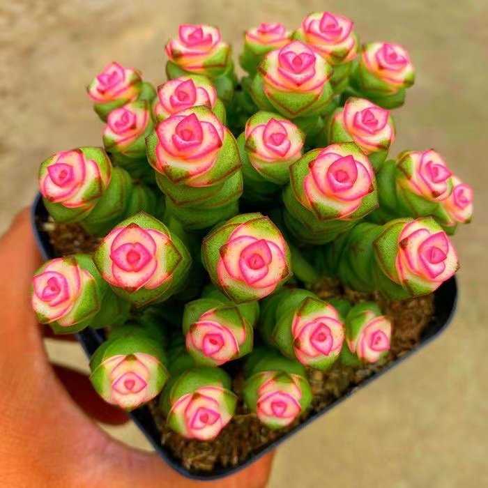 彩色钱串锦多肉植物室内新手好养肉肉红心钱串子稀有品种盆栽花卉,淘宝优惠券,粉丝福利购,淘宝优惠卷