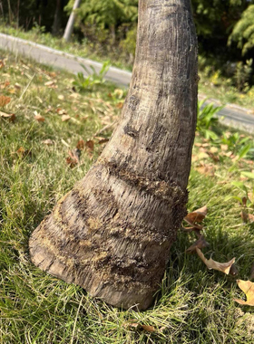 保真天然披毛犀角亚洲非洲高端文玩古玩摆件髓腔鱼籽纹竹丝纹清晰