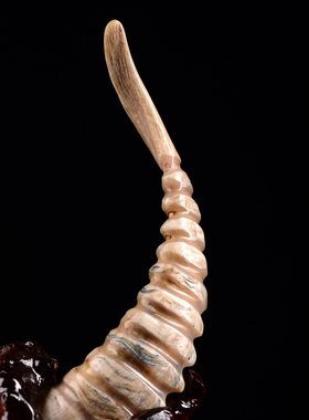 西藏草原羊角整角荔枝色稀有血丝送礼送实木底座摆件