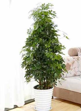 二手烟克鸭脚木室内星客厅盆栽花卉绿植发财树鸭掌木植物去甲醛