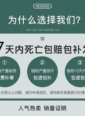 白掌一帆盆栽风顺水培植物办公室内花卉绿植绿萝箩红掌发财树鲜花