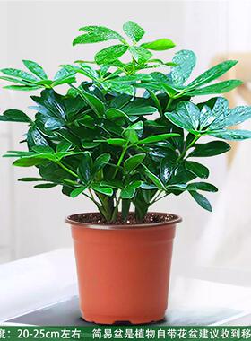 水培八方木来鸭脚财大四季常青室内阳台桌面绿植盆栽花卉发财树苗
