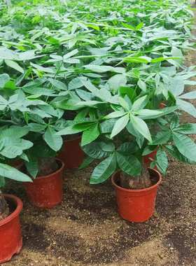 发财树盆栽植物办室内公室好养绿植水培小盆栽客厅大盆景四季常青