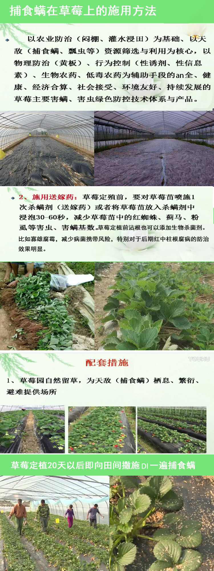 果攸胡瓜钝绥螨捕食螨红蜘蛛天敌柑橘草莓 生物防治杀螨白蜘蛛 - 图2