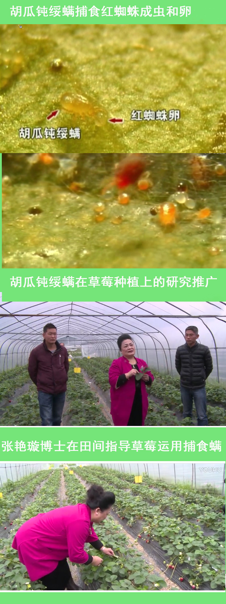 果攸胡瓜钝绥螨捕食螨红蜘蛛天敌柑橘草莓 生物防治杀螨白蜘蛛 - 图1