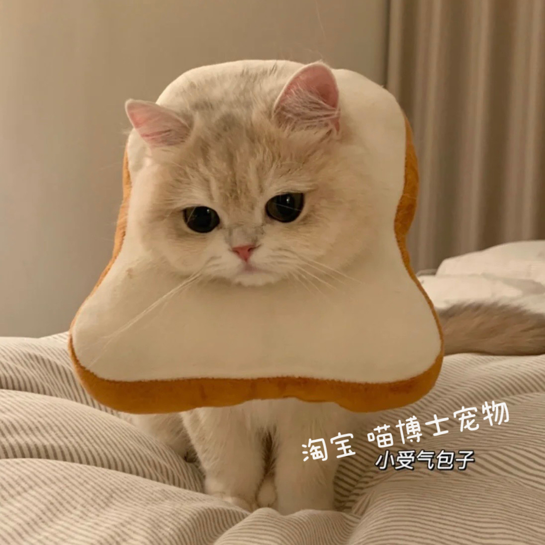 猫咪伊丽莎白圈吐司面包狗狗头套水蜜桃防舔项圈猫网红饰品拍照-图0