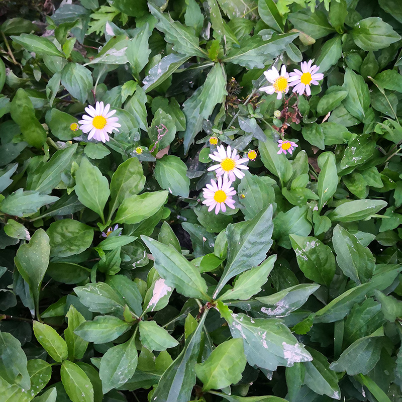 脾草潮汕草药脾仔草新鲜现采田边菊夭脾白草伤脾草马兰花500g包邮 - 图1