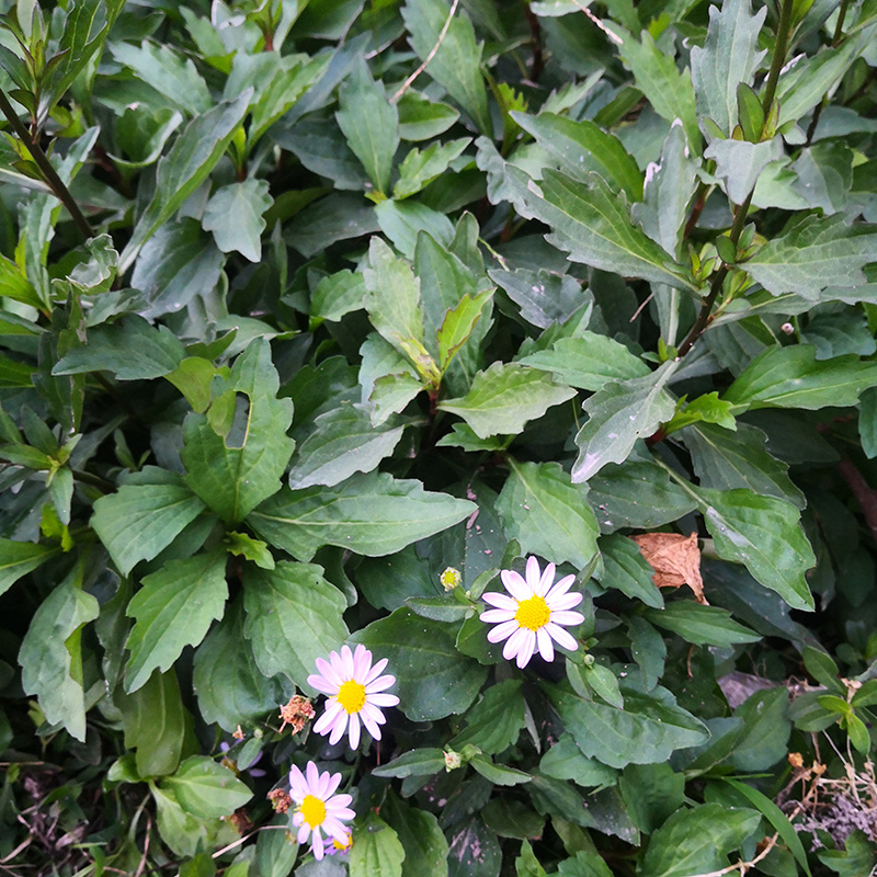 脾草潮汕草药脾仔草新鲜现采田边菊夭脾白草伤脾草马兰花500g包邮 - 图2