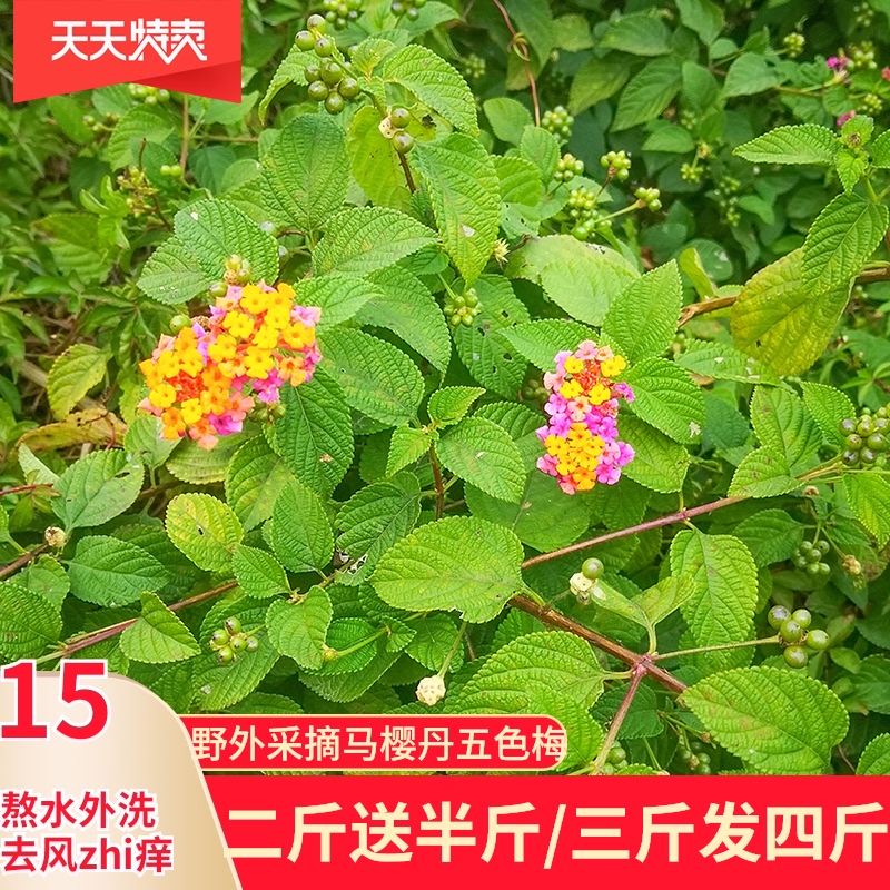 五色梅 新人首单立减十元 21年7月 淘宝海外 五色梅 新人首单立减十元 21年7月 淘宝海外
