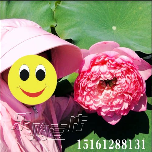 池塘大型观赏荷花苗种藕苗莲藕种苗盆栽荷花种根食用莲藕苗莲花苗 - 图2