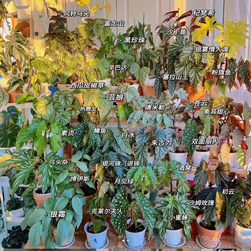 秋刀鱼秋海棠竹节类阳台室外室内客厅桌面绿植盆栽观叶赏花植物彩 - 图0