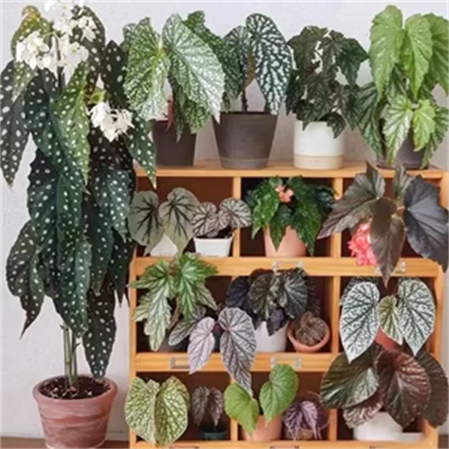 内格罗斯秋海棠竹节类阳台室外室内客厅桌面绿植盆栽观叶赏花植物 - 图2