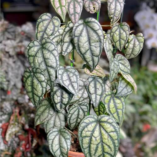 水晶胡椒    瑰丽胡椒  金属胡椒苗盆栽攀援垂吊阳台室内观叶植物 - 图2