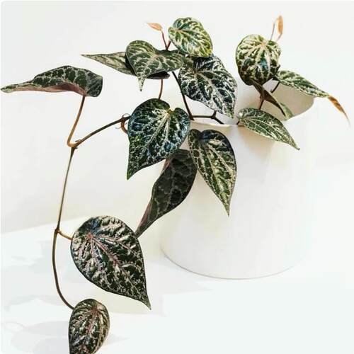 水晶胡椒    瑰丽胡椒  金属胡椒苗盆栽攀援垂吊阳台室内观叶植物 - 图3