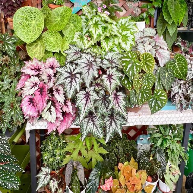 Black swan begonia toad leaf balcony outdoor indoor living room desktop green plants potted leaves and flower viewing plants