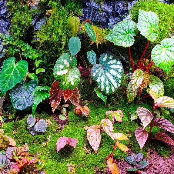 粉熔岩秋海棠雨林缸闷养品种观叶赏花盆栽桌面小盆栽,淘宝优惠券,粉丝福利购,淘宝优惠卷