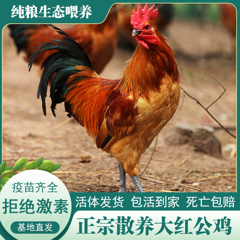 土鸡农家散养大红公鸡走地鸡柴公鸡笨鸡活鸡包活到家种鸡童子鸡,淘宝优惠券,粉丝福利购,淘宝优惠卷